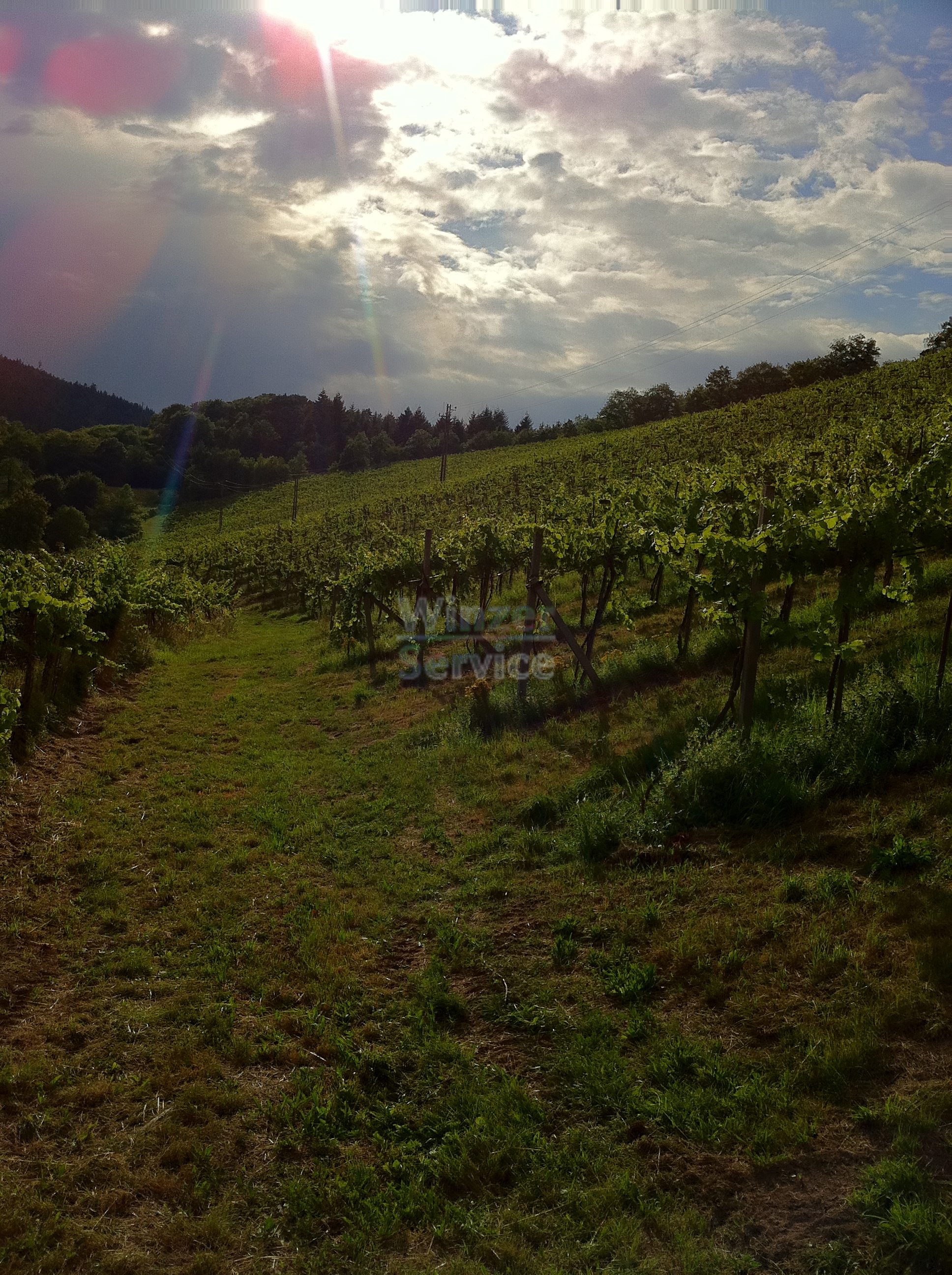 Baden - Ökologisches Weingut zu Verpachten