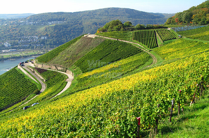 Bild 1 Rheingau: 6 Hektar Weingut zu verkaufen