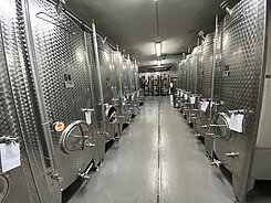 Winzer entnimmt Weissweinprobe aus Fass … – Bilder kaufen – 800095