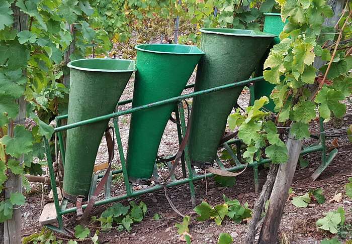 Bild 1 Schlitten Weinbau Ernte Traubenlese Steilhang