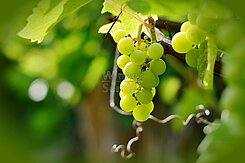 Rheinhessen: Weingut mit 13 ha zu verpachten