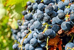 Rheinhessen: Weingut mit 11 ha Reben zu verkaufen