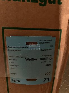 Riesling und Spätburgunder Pfropfreben/Hochstamm