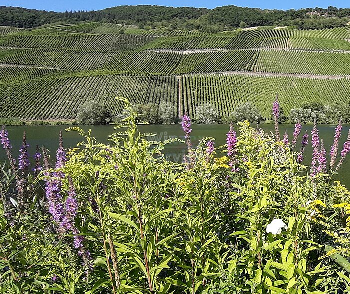 Bild 1 Mosel: Weingut zu verkaufen, ca. 15 ha Rebflächen