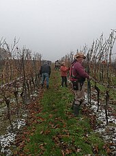Bild 2 Lohnarbeiten im Weinbau