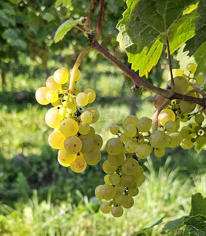 Bild 1 Mosel: Weingut zu verkaufen mit ca. 6 ha Rebfläche & Großen Lagen